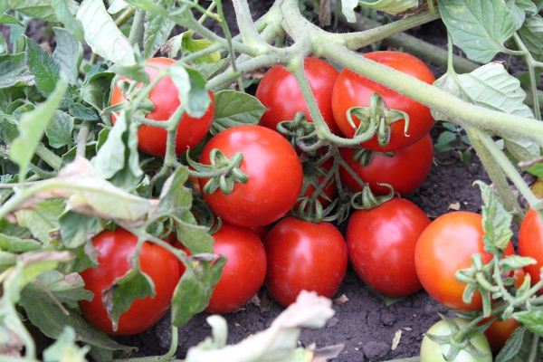  Grade de tomate Countryman
