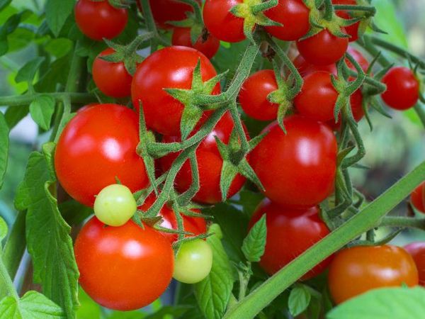  Variété de tomate Intuition