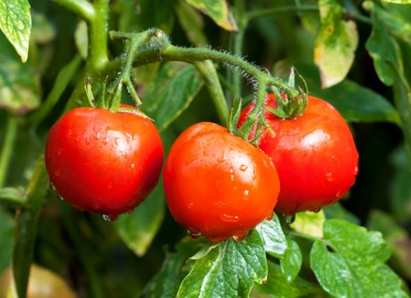  Le poids des fruits de la variété Intuition est de 85 à 160 grammes.