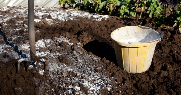  Exigences relatives au sol pour les règles de plantation et de semis de tomates