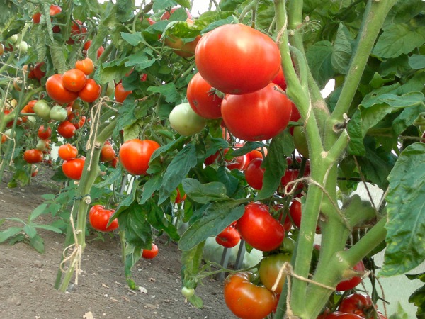  Cultiver des tomates dans le territoire de Krasnodar