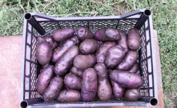  Le matériel de plantation de pommes de terre pourpres correctement germé permettra d'obtenir des pousses rapides et uniformes et d'attacher tôt les tubercules