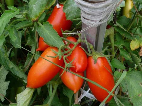 Variété mûre précoce de tomate Caspar