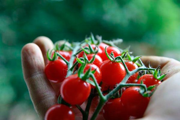  Canneberge Tomate Variété au Sucre