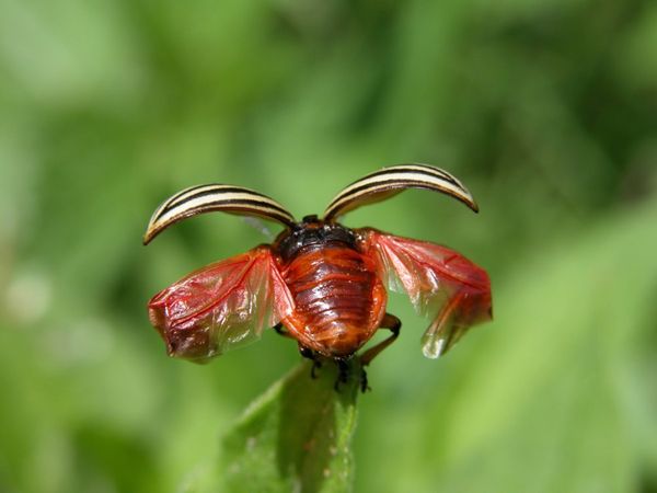  Du nord du Mexique, le scarabée s'est rendu en Amérique et a détruit les champs du Colorado