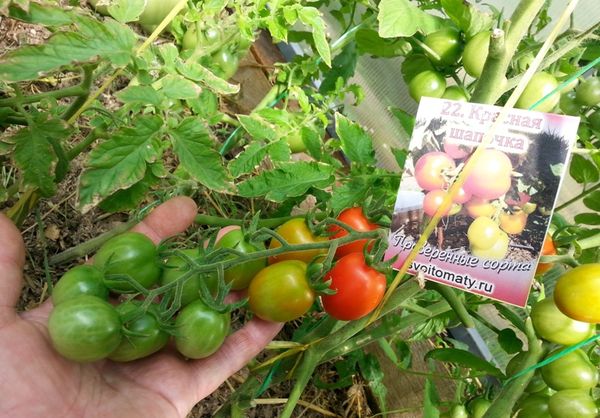  Variétés de tomates Le petit chaperon rouge