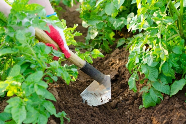  Il est important de desserrer périodiquement le sol, de le badigeonner une fois par semaine et de l’arroser au moins 2 fois par saison.