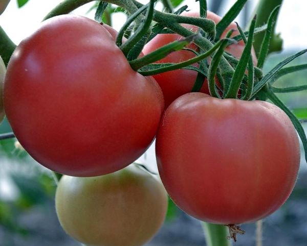  Le poids moyen d'une variété de fruits est de 80 à 200 grammes