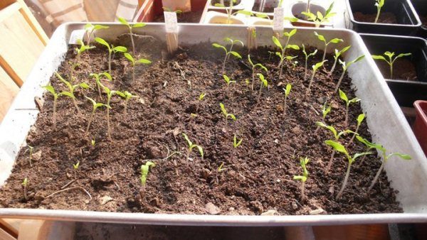  Après 7-10 jours, vous pouvez observer les premières pousses de tomates