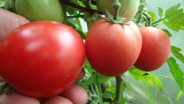  La tomate Nastya se développe et porte des fruits tout au long de la saison de croissance.