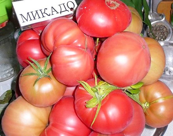  Variétés de tomates Mikado