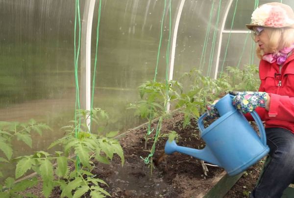  La tomate Mikado est arrosée lorsque le sol sèche.