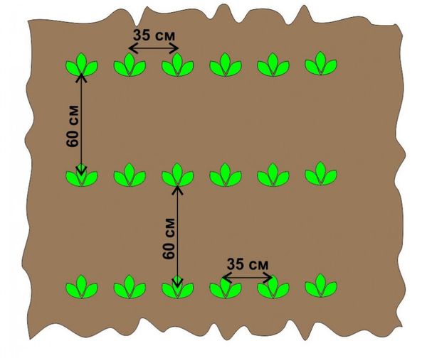  Le schéma de plantation de pommes de terre motoblock