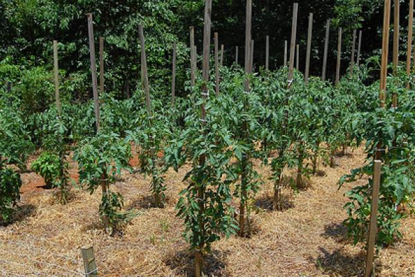  Caractéristiques soins pour les tomates