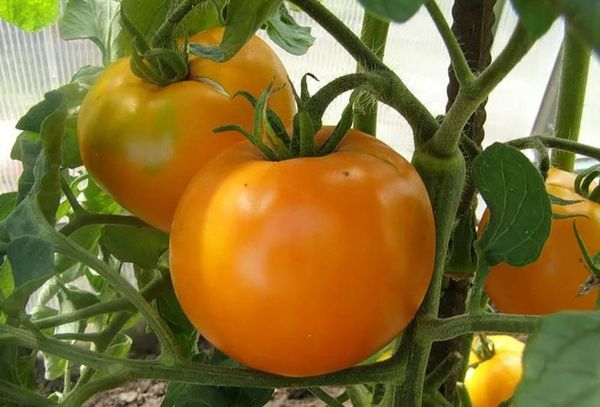  Description et caractéristiques de la tomate orange