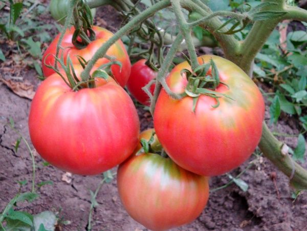  Description et caractéristiques de la tomate