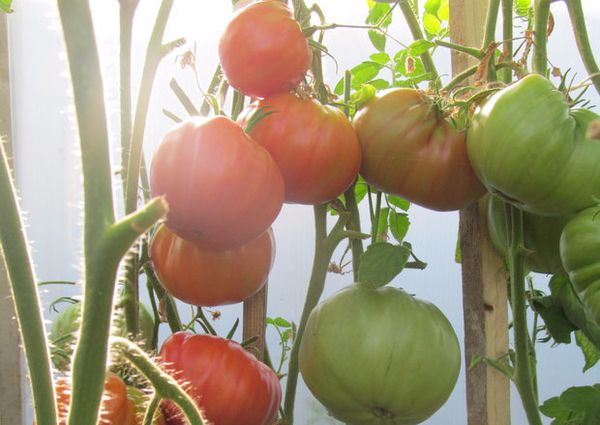  Conditions de culture de la tomate