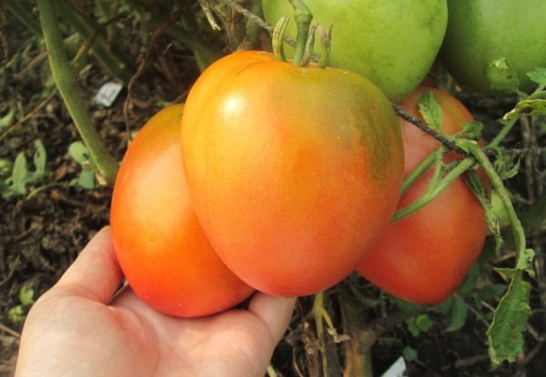  Pour enlever les fruits de la tomate Nastya doit être régulièrement comme ils mûrissent