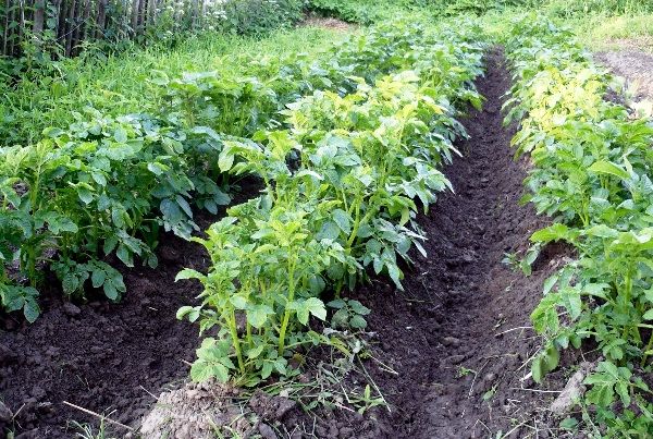  La plantation annuelle de pommes de terre au même endroit contribue à la propagation de l'organisme nuisible.