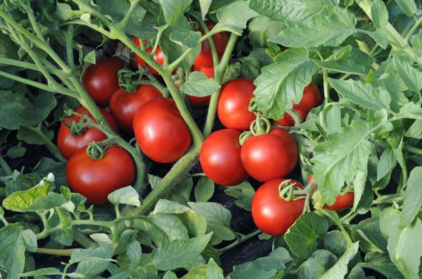  Variétés de tomates Olya F1