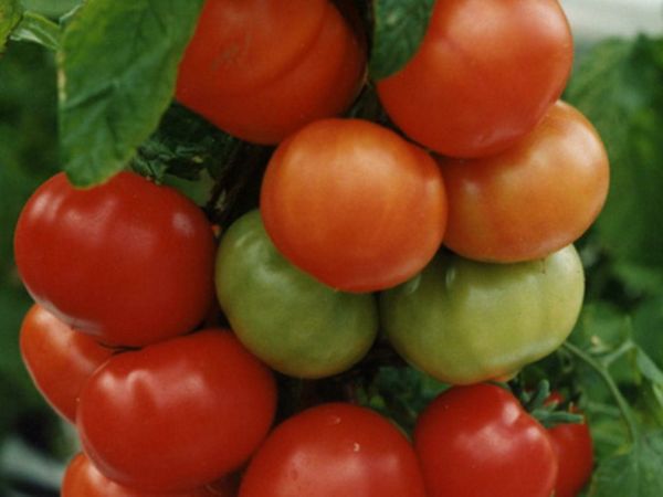  La tomate n'a pas peur des changements de température et produira une récolte quelles que soient les conditions.