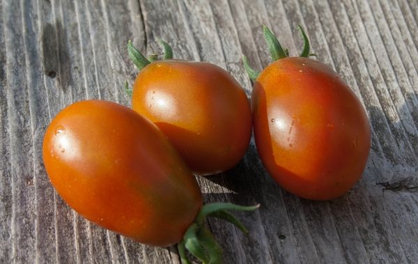  Description et caractéristiques de la lande de tomate noire
