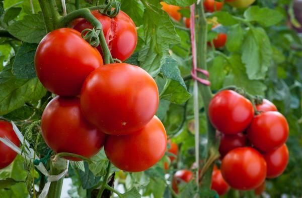  Description et caractéristiques de la tomate Perseus