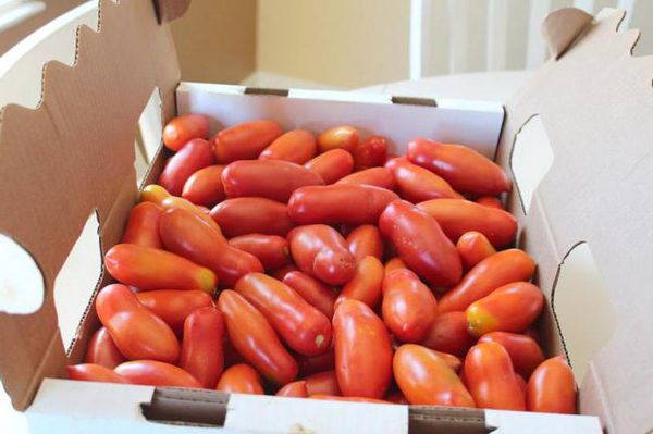  Bonne transportabilité et qualité de conservation - la dignité de la tomate de fumier française