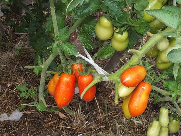  Pour obtenir un rendement élevé en tomates, il est très important de suivre les règles du génie agricole.