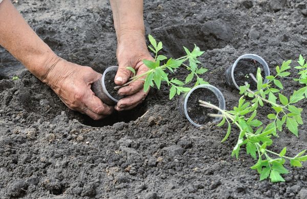  Transplantation de tomates en pleine terre