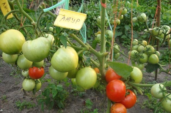  Variété tomate
