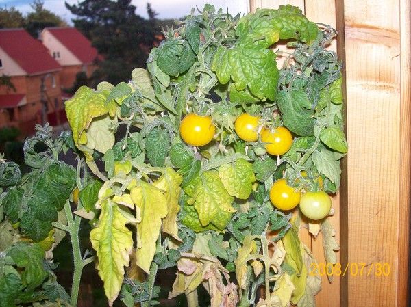  Une fois que le fruit a mûri, le buisson commence à jaunir et à sécher - c'est normal.