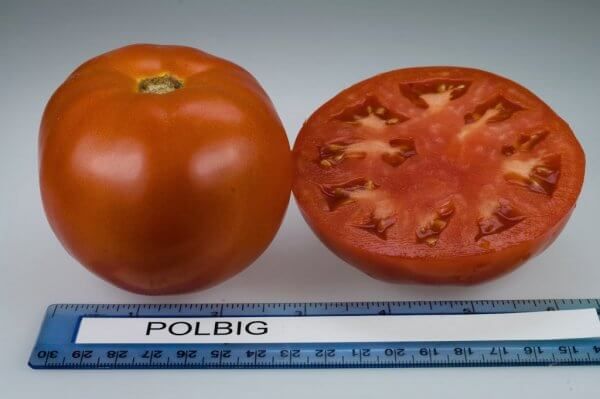  Le poids moyen du fruit Polibig - 100-130 grammes