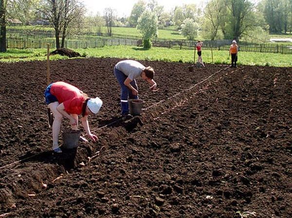  1-5 juin - date limite pour planter des pommes de terre dans la région de Moscou