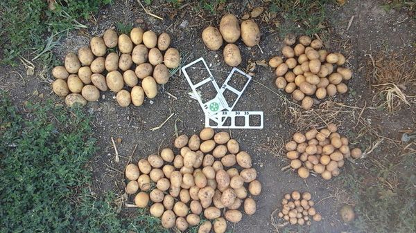  Les pommes de terre plantées sans pousses ont besoin de plus de temps pour mûrir