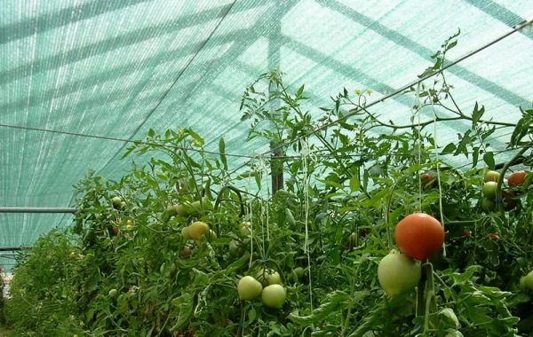  Protection des tomates contre le filet de protection solaire
