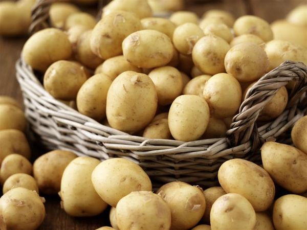  Variétés de pommes de terre précoces