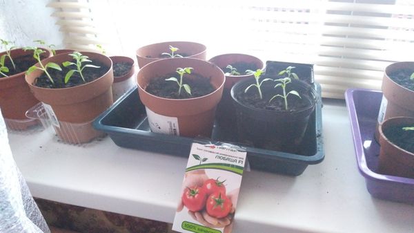  Transplantation de tomates en pleine terre