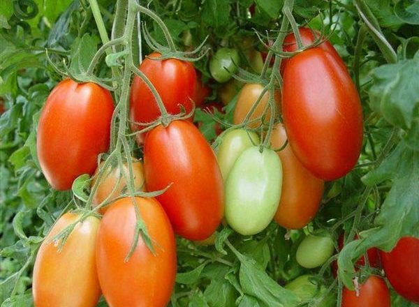  Tomate variété rom
