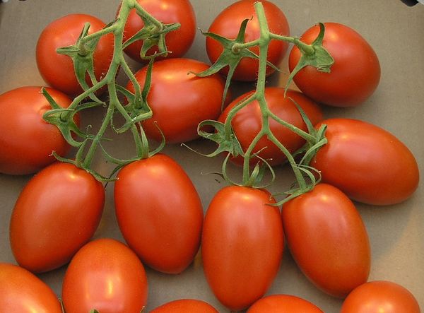  Fruit de tomate Roma - 60-90 grammes