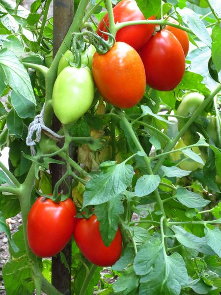  Tomates Roma arbustes doivent être formés en 1-2 tiges
