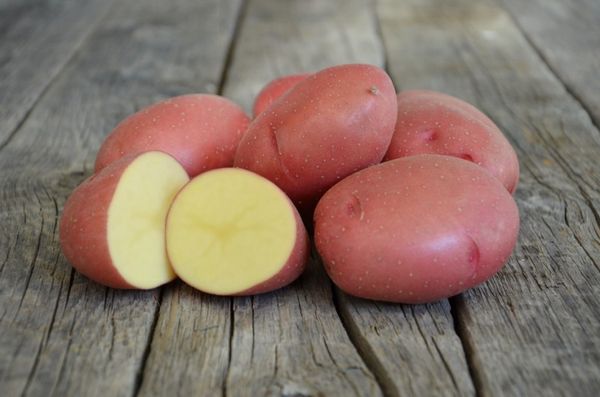  Pommes de terre de la variété Rosara