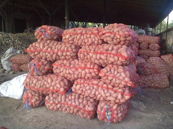  Les pommes de terre sont bien transportables et résistent au stockage.