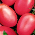  Les variétés de tomates les plus populaires