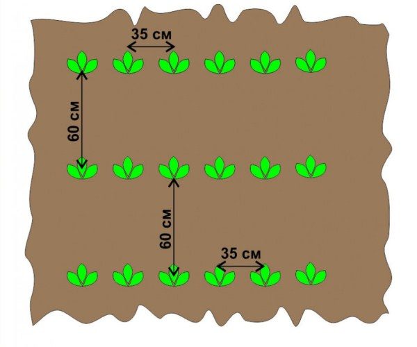 Le schéma de la plantation de pommes de terre pour les lits ordinaires