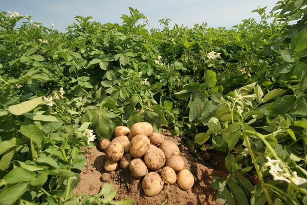  Il aide à protéger les pommes de terre pendant toute la saison - de la plantation à la récolte