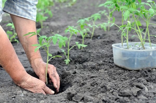  La place pour planter les semis doit être bien éclairée par le soleil.