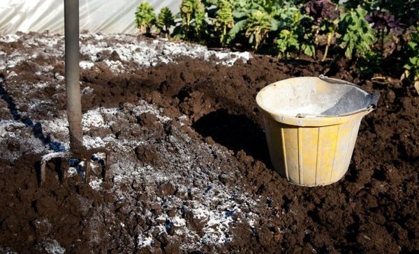  Avec une acidité accrue, il est nécessaire de chauler le sol avant de planter de l'engrais vert.