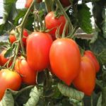  Les variétés de tomates les plus populaires