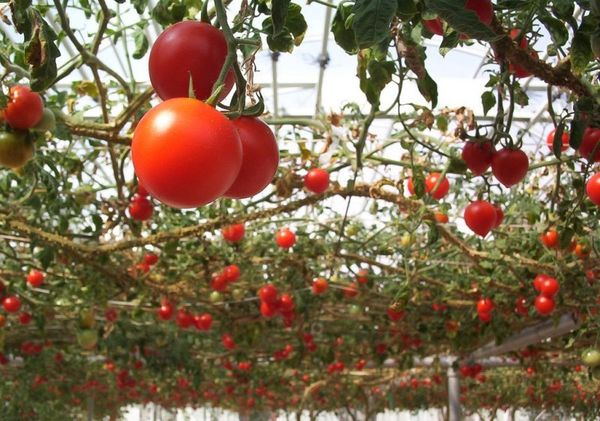  L'un des avantages est la beauté du fruit et la polyvalence de son utilisation.